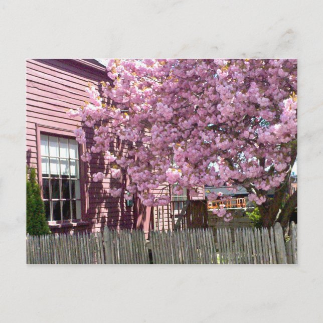 Carte Postale Fleurs roses Salem (Devant)