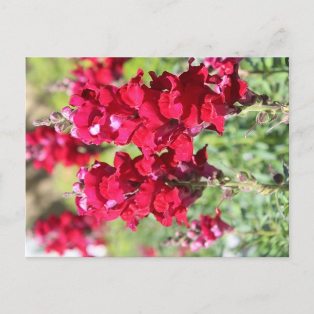 Carte postale fleurs rouges (Devant)