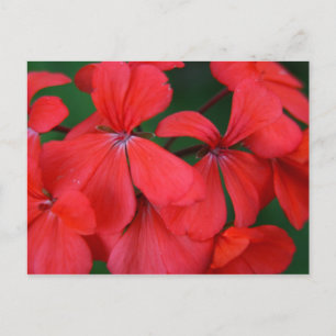 Carte Postale fleurs rouges