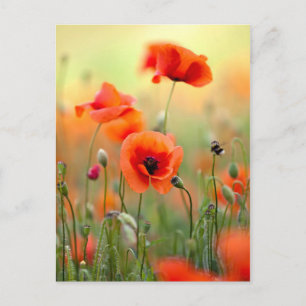 Carte Postale Fleurs rouges de pavot
