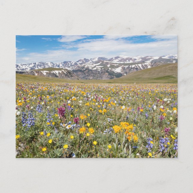 Carte postale fleurs sauvages à Beartooth Pass Pho (Devant)