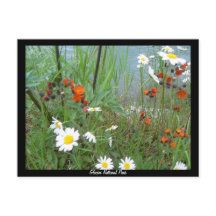 Fleurs sauvages à Glacier