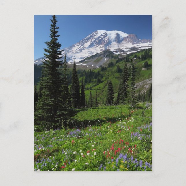 Carte Postale Fleurs sauvages au Mont Rainier (Devant)