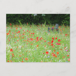 Carte Postale Fleurs sauvages Banc de coquelicots do-it-yourself