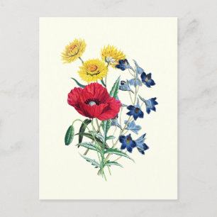 Carte Postale Fleurs sauvages botaniques vintage : Pavot, Margue