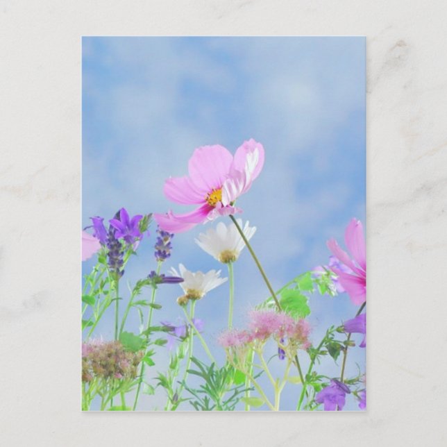 Carte Postale Fleurs sauvages Ciel bleu (Devant)