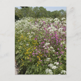 Carte Postale Fleurs sauvages dans une haie Herefordshire Anglet