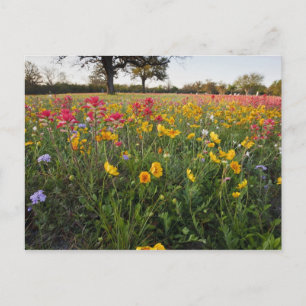 Carte Postale Fleurs sauvages de bord de route en Texas, printem