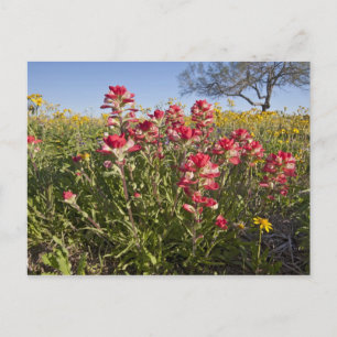 Carte Postale Fleurs sauvages de bord de route en Texas, printem