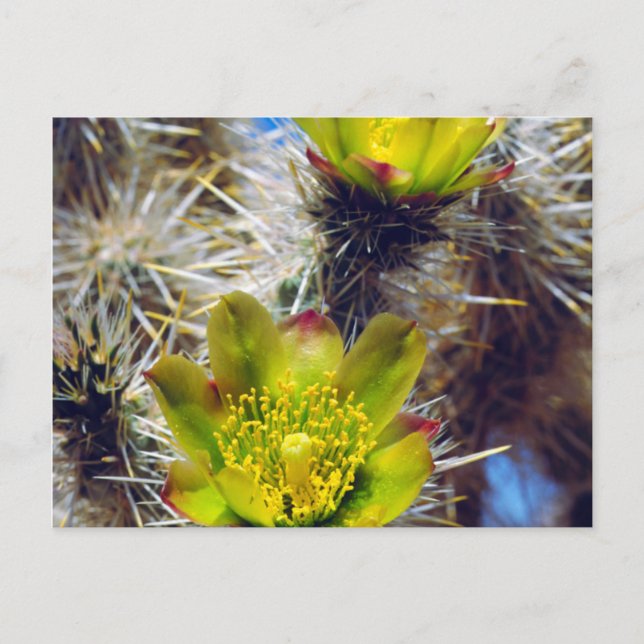 Carte Postale Fleurs sauvages de Cholla Cactus en argent (Devant)