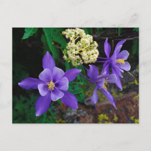 Carte Postale Fleurs sauvages de colombine mutante
