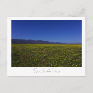 Carte Postale Fleurs sauvages de la côte ouest Afrique du Sud SA