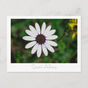 Carte Postale Fleurs sauvages de la côte ouest Afrique du Sud SA