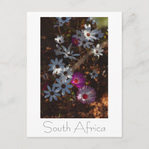 Carte Postale Fleurs sauvages de la côte ouest d'Afrique du Sud