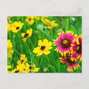 Carte Postale Fleurs sauvages de la prairie dans Hill Country