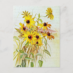 Carte Postale Fleurs sauvages de Marguerite noire vintage