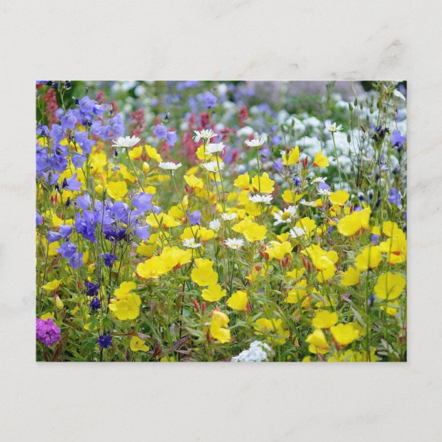 Carte Postale Fleurs sauvages d'été colorés (Devant)