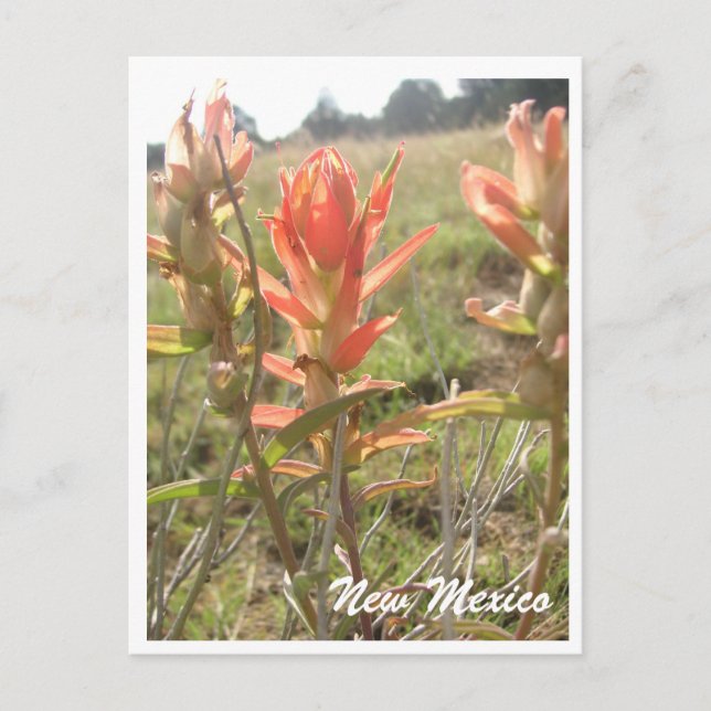 Carte Postale Fleurs sauvages du Nouveau-Mexique (Devant)