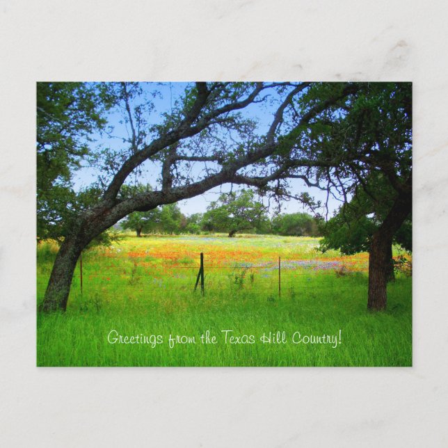 Carte Postale Fleurs sauvages Du Pays De Texas Hill (Devant)