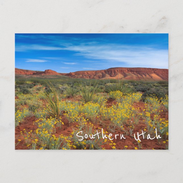 Carte Postale Fleurs sauvages du sud de l'Utah (Devant)