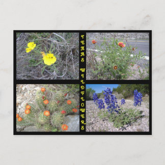Carte Postale Fleurs sauvages du Texas Roadside