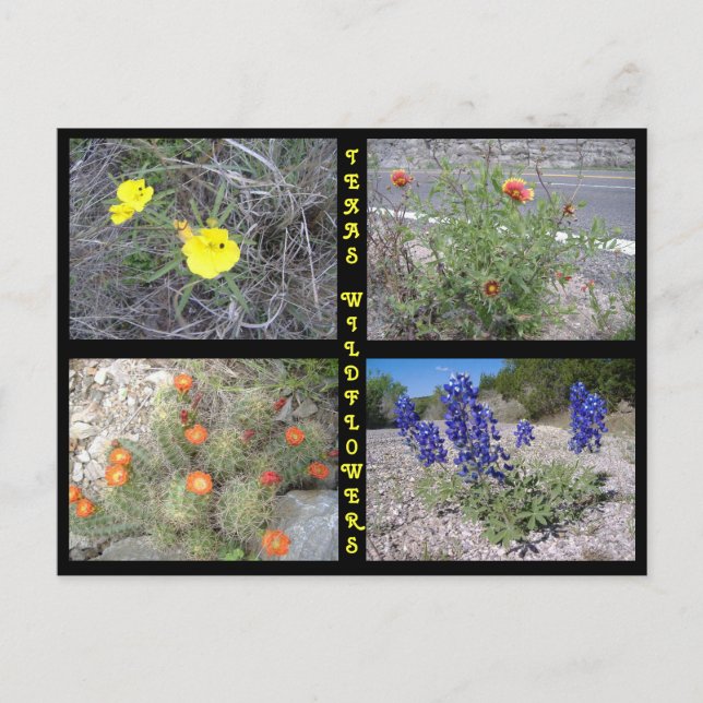 Carte Postale Fleurs sauvages du Texas Roadside (Devant)