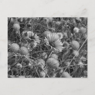 Carte Postale Fleurs sauvages en noir et blanc