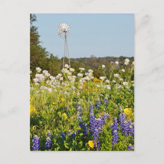 Carte Postale Fleurs sauvages Et Moulin À Vent Au Texas Hill Cou (Devant)
