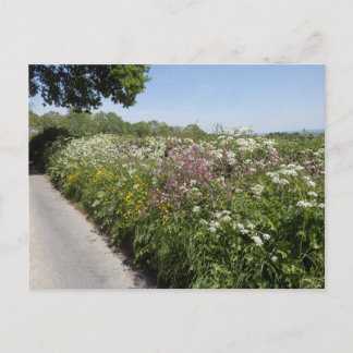 Carte Postale Fleurs sauvages Herefordshire