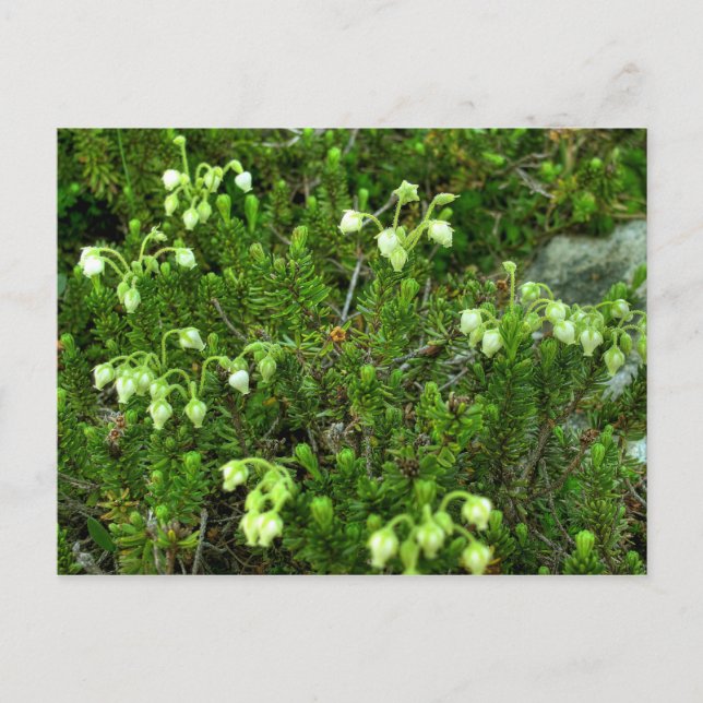 Carte Postale Fleurs sauvages II (Devant)