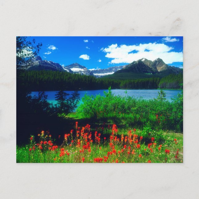 Carte Postale Fleurs sauvages indiens (Devant)