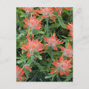 Carte Postale Fleurs sauvages indiens de pinceaux dans la multit