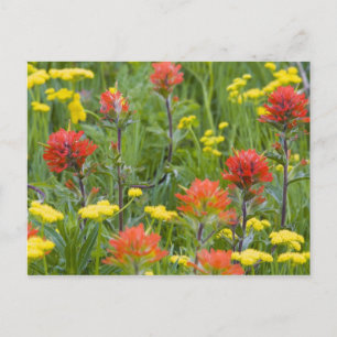 Carte Postale Fleurs sauvages indiens de pinceaux et de biscuits