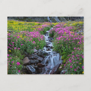 Carte Postale Fleurs sauvages, Montagne Clements, Montana