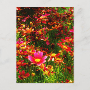 Carte Postale Fleurs sauvages rose et jaune pâle