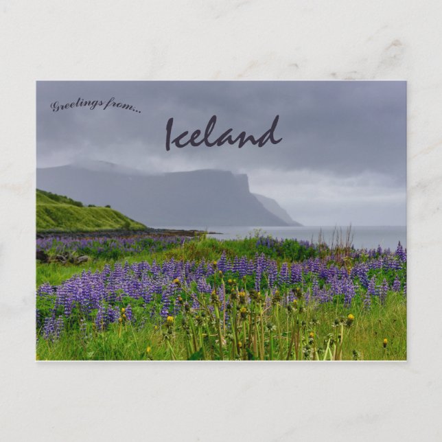 Carte Postale Fleurs sauvages sur la rive de Thingeyri Islande (Devant)