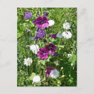 Carte Postale Fleurs sauvages violets et blancs do-it-yourself c