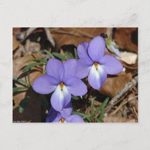 Carte Postale Fleurs Sauvages Violette à Pieds d'Oiseau III Cade