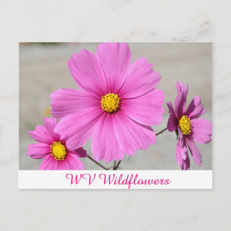 Carte Postale Fleurs sauvages WV roses
