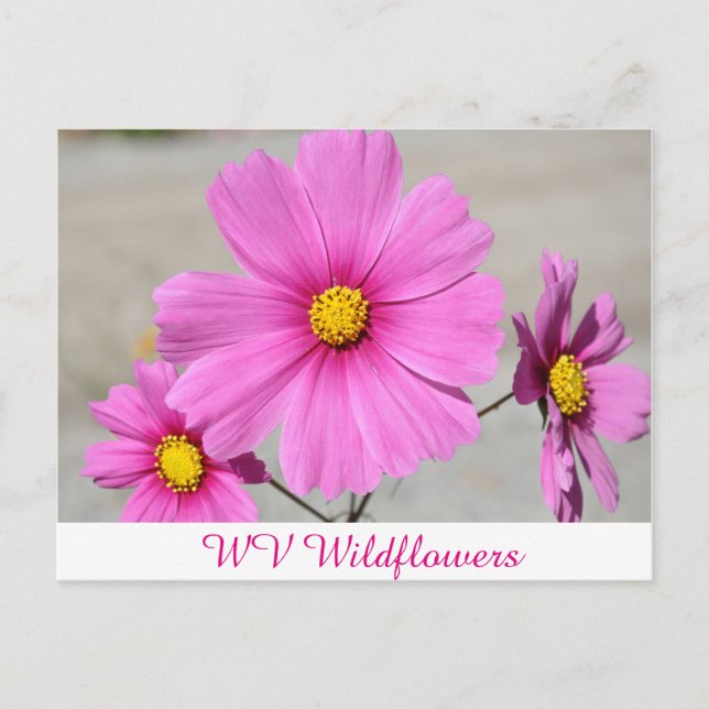 Carte Postale Fleurs sauvages WV roses (Devant)