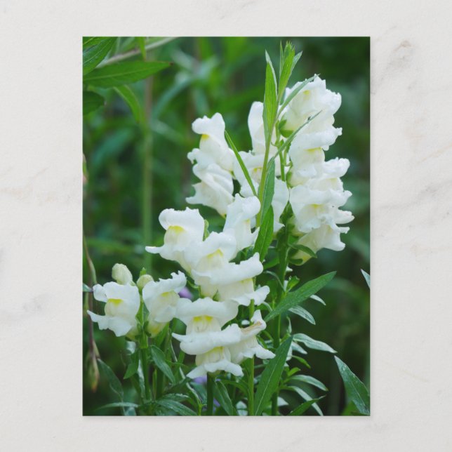 Carte postale Fleurs Snapdragon Blanches (Devant)