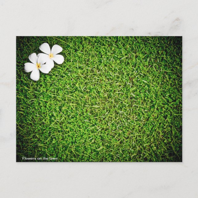 Carte Postale Fleurs sur la pelouse (Devant)