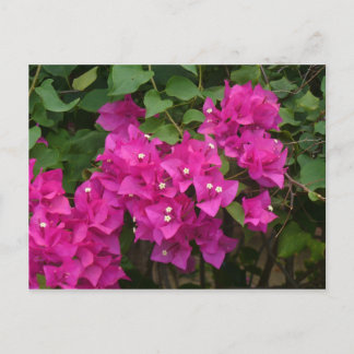 Carte Postale Fleurs Tortola