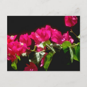 Carte Postale Fleurs tropicales roses, fleurs d'Ocho Rios