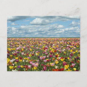 Carte Postale Fleurs Tulipes Willamette Valley Oregon