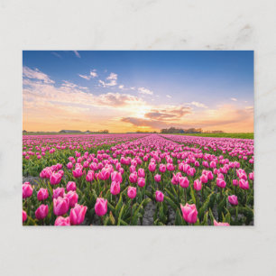 Carte Postale Fleurs Tulips Holland Sud, Pays-Bas