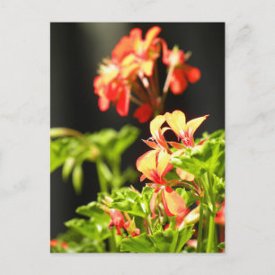 Carte Postale Fleurs ukrainiennes