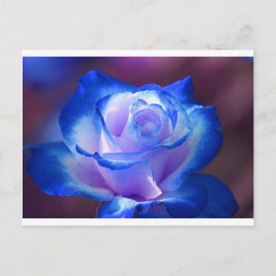 Carte Postale fleurs vignes pétales fleurs roses fleurs bleu amo