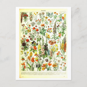 Carte postale Fleurs vintages