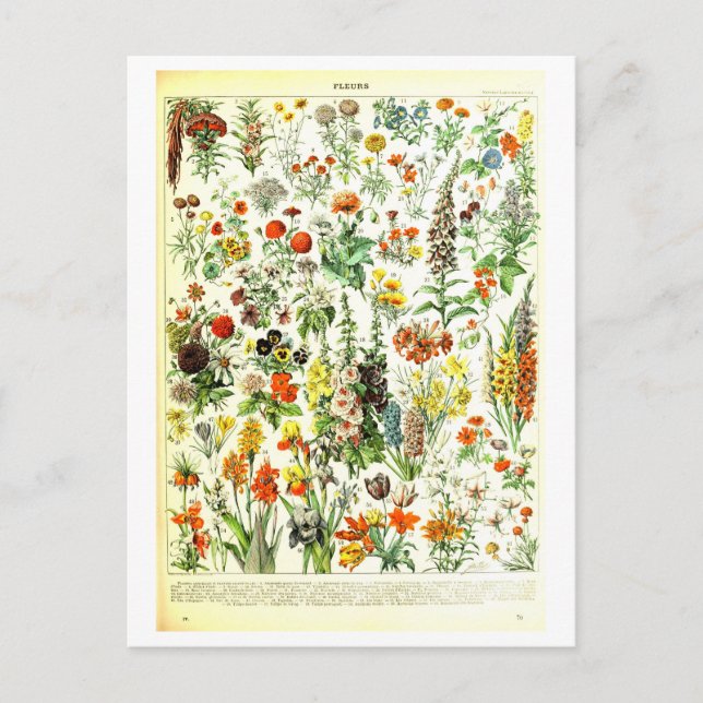 Carte postale Fleurs vintages (Devant)